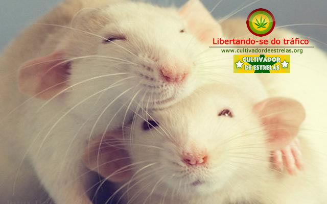 THC ajuda ratos de laboratório a Chutar o vício da Heroína para fora de suas vidas!