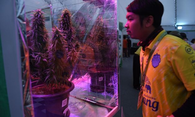 Tailândia permitirá em breve que seus cidadãos cultivem cannabis em casa para vender ao governo
