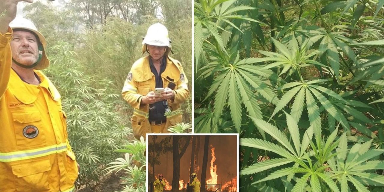 Australia: bombeiros encontram enorme plantação de maconha enquanto combatiam incêndios florestais em NSW