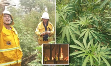 Australia: bombeiros encontram enorme plantação de maconha enquanto combatiam incêndios florestais em NSW