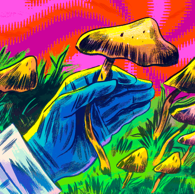 Cogumelos mágicos seguem passos da cannabis para uso medicinal