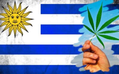 Economia da cannabis bomba no Uruguai e país inaugura uma das maiores fábricas do mundo