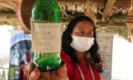 Indígenas do Maranhão usam remédio de jenipapo e maconha contra a Covid-19