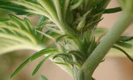 Entendendo sobre seeds de cannabis, breeders, Polen Chucker, Seedbanks, o que são?