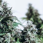 Terpenos da cannabis proporcionam alívio da dor em ‘efeito Entourage’  diz novo Estudo