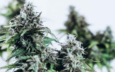 Terpenos da cannabis proporcionam alívio da dor em ‘efeito Entourage’  diz novo Estudo